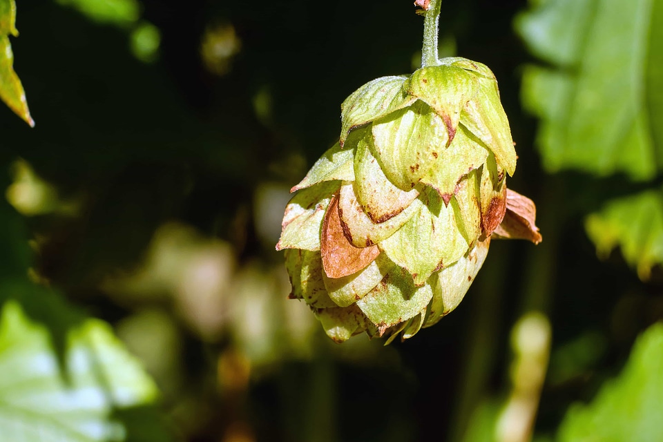 Diet flora flower