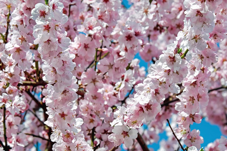 Beautiful Flowers bloom blooming