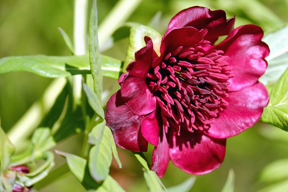 Beautiful beautiful flowers beautiful photo