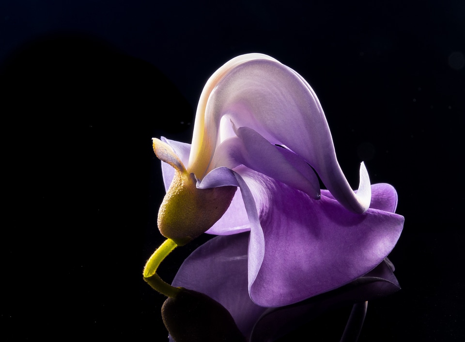 Wild flower violet purple
