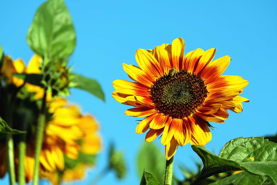 Agriculture beautiful beautiful flowers