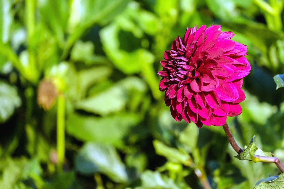Beautiful Flowers bloom blooming