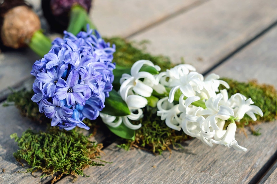 Beautiful beautiful flowers blooming