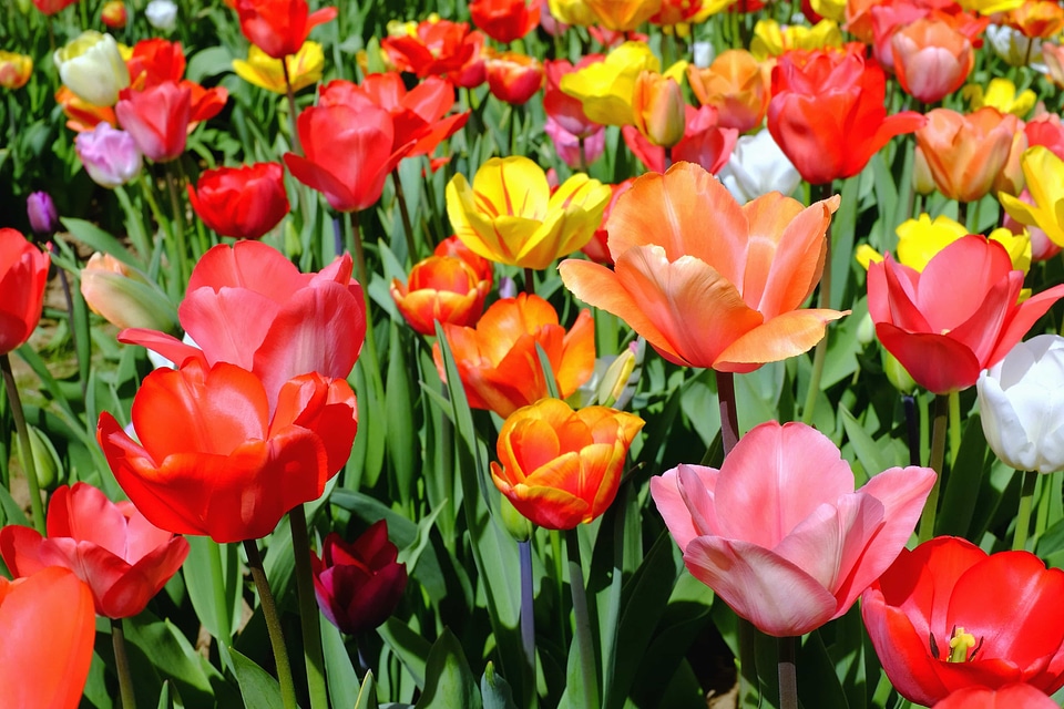 Beautiful Flowers beautiful photo bloom