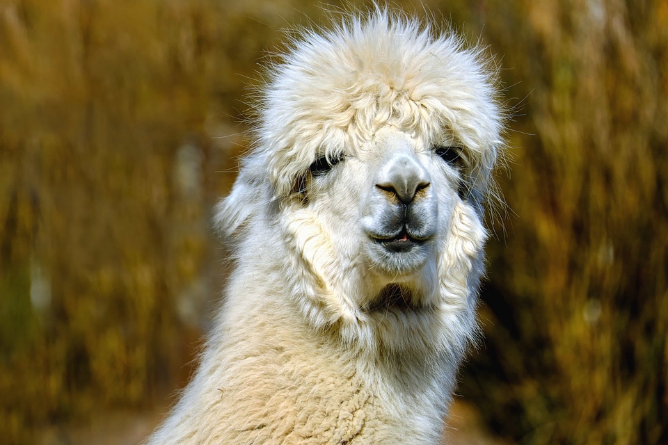 Alpaca animal beautiful photo