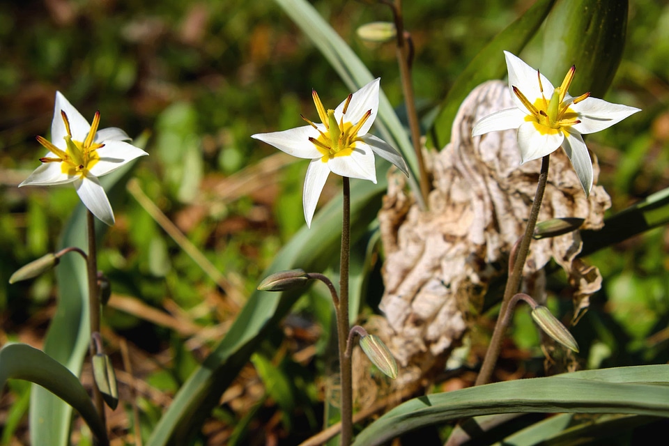 Beautiful Flowers bloom blooming