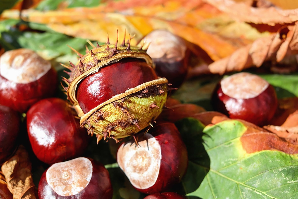 Autumn autumn season beautiful photo