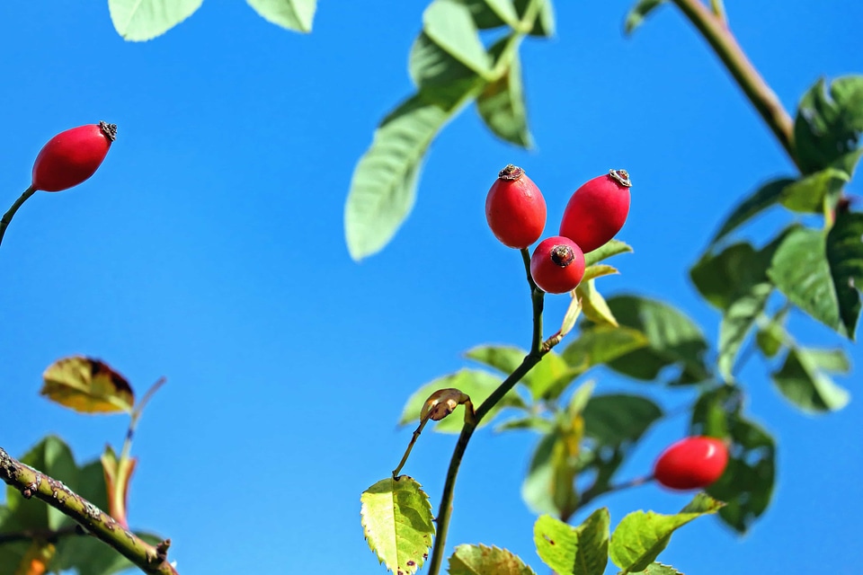 Agriculture apple beautiful flowers