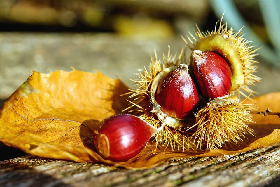 Autumn autumn season beautiful photo