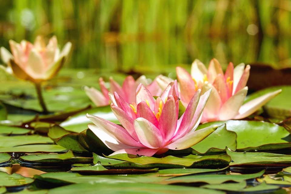 Aquatic beautiful beautiful flowers