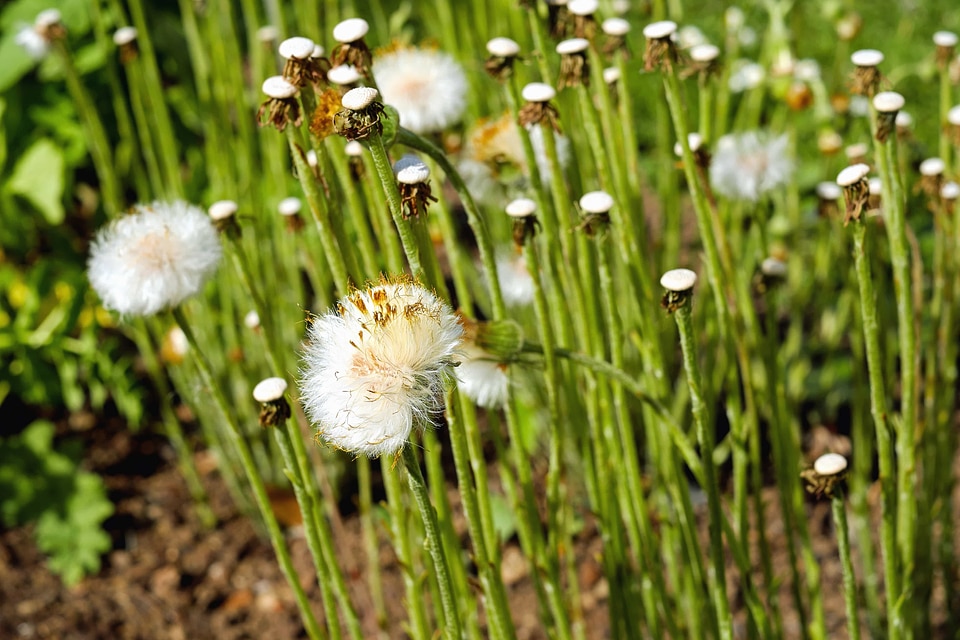 Beautiful Flowers blooming blossom