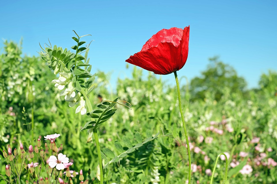 Beautiful Flowers bloom blooming