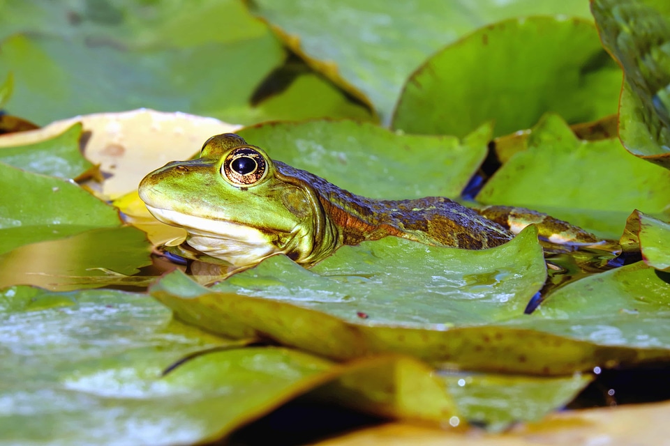Amphibian animal eye
