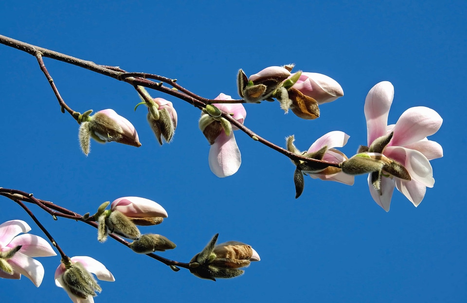 Beautiful Flowers blooming blossom