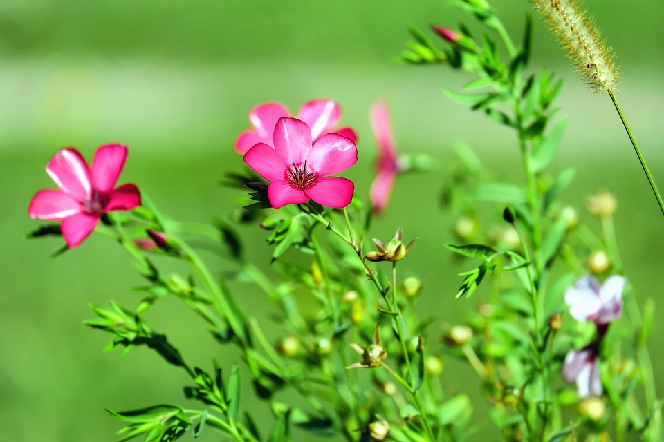 Beautiful Flowers bloom blooming