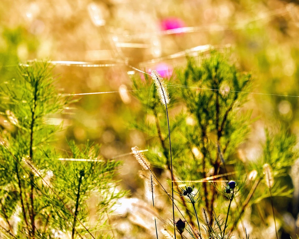 Beautiful Flowers blooming blossom