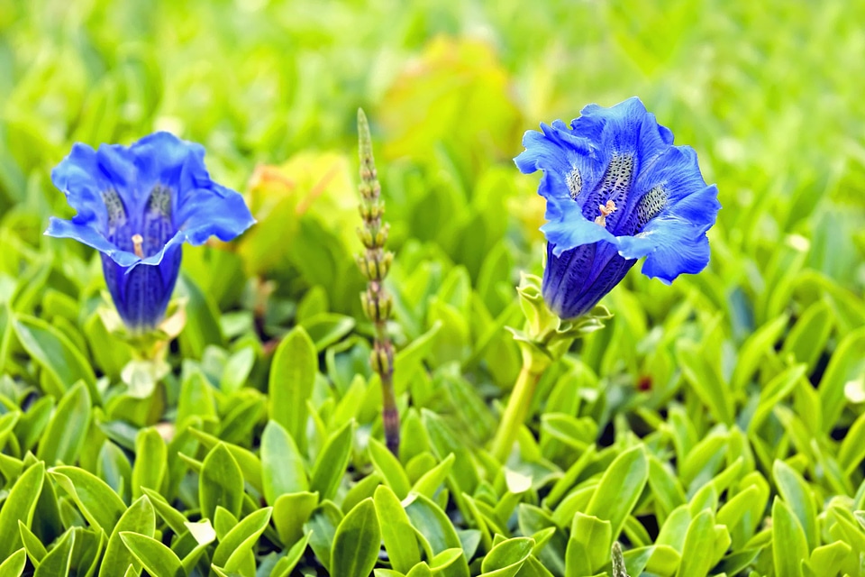 Beautiful Flowers bloom blooming