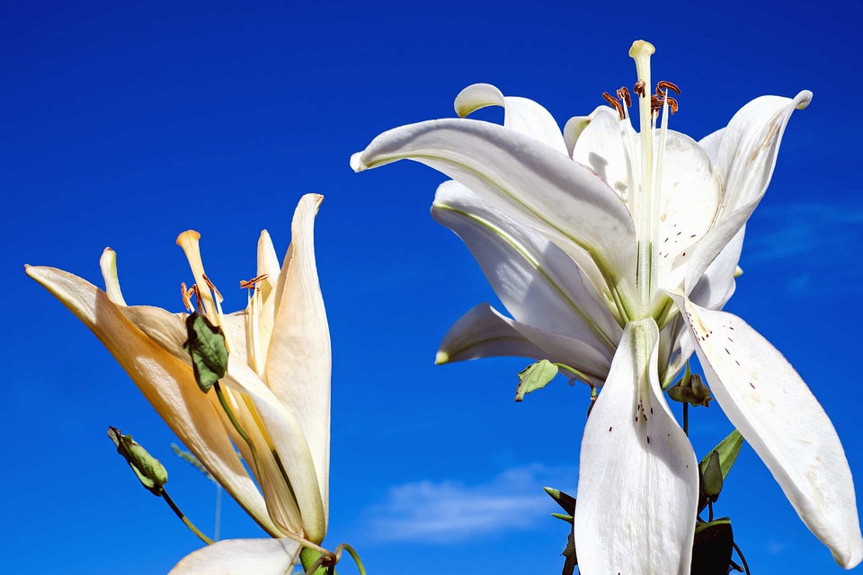Beautiful beautiful flowers blooming