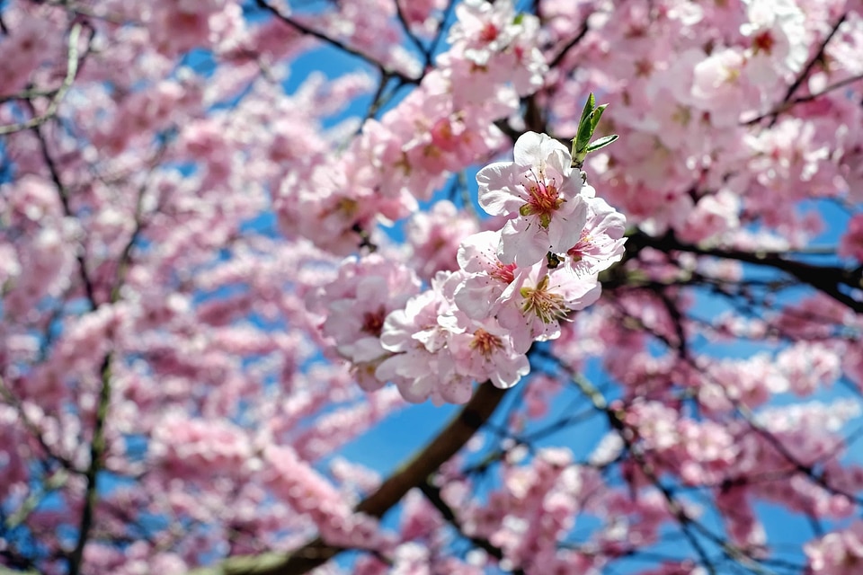 Apple beautiful flowers blooming