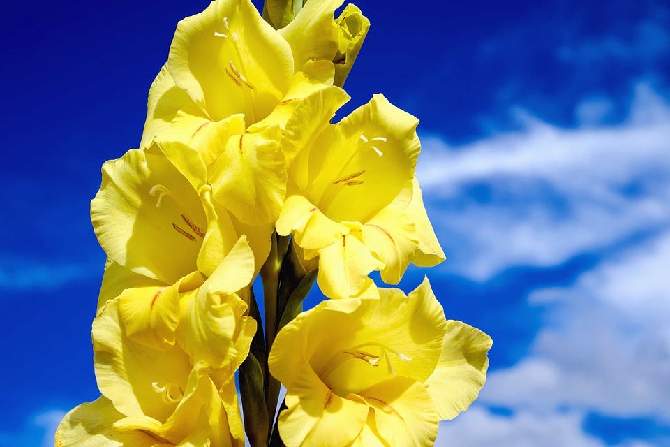 Beautiful beautiful flowers bloom
