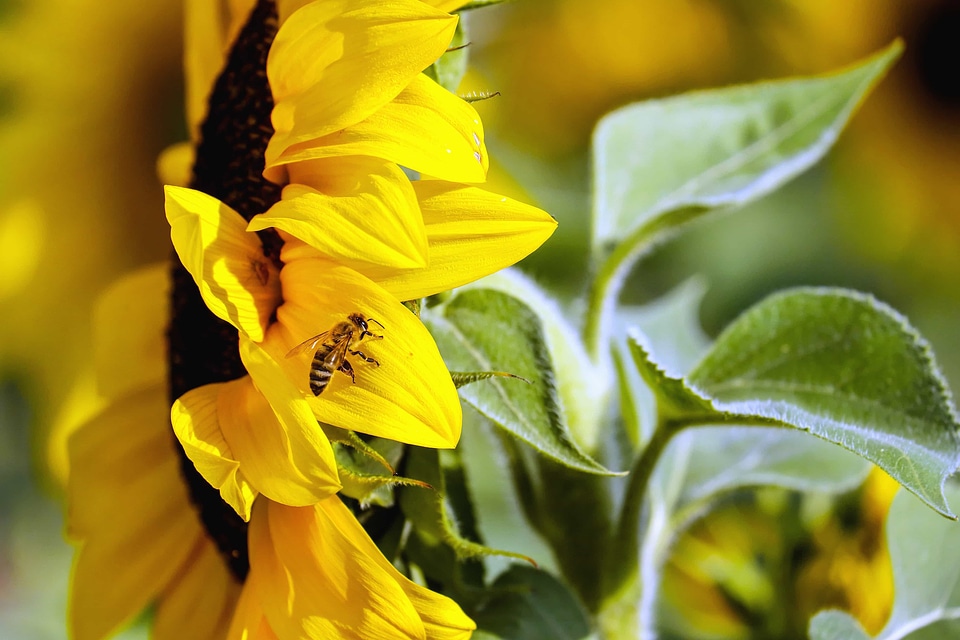 Agriculture beautiful flowers bloom