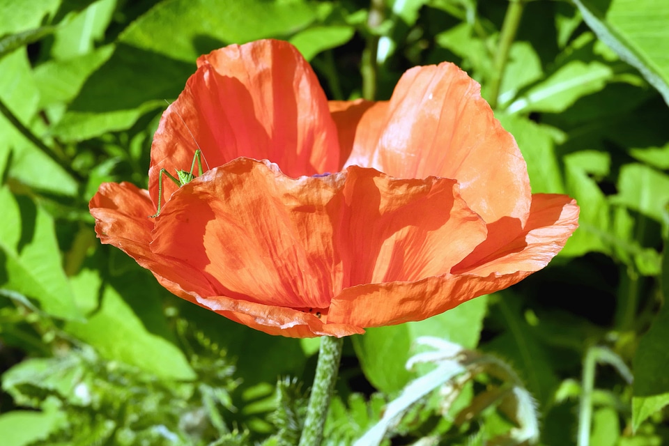 Beautiful beautiful flowers bloom