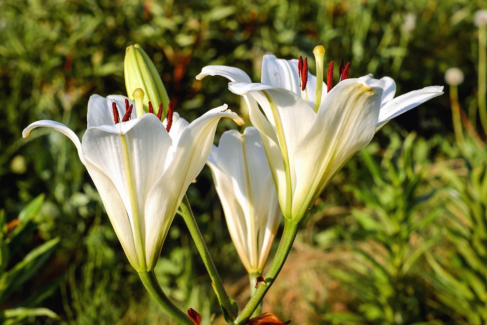 Beautiful Flowers beautiful photo bloom