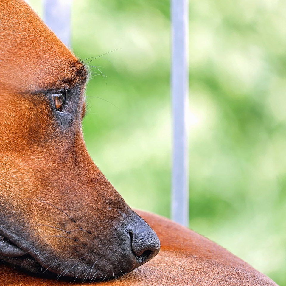 Animal boxer brown