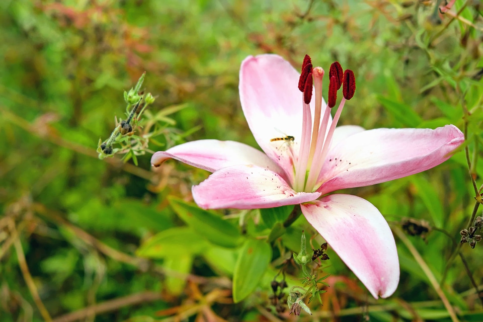 Beautiful beautiful flowers bloom