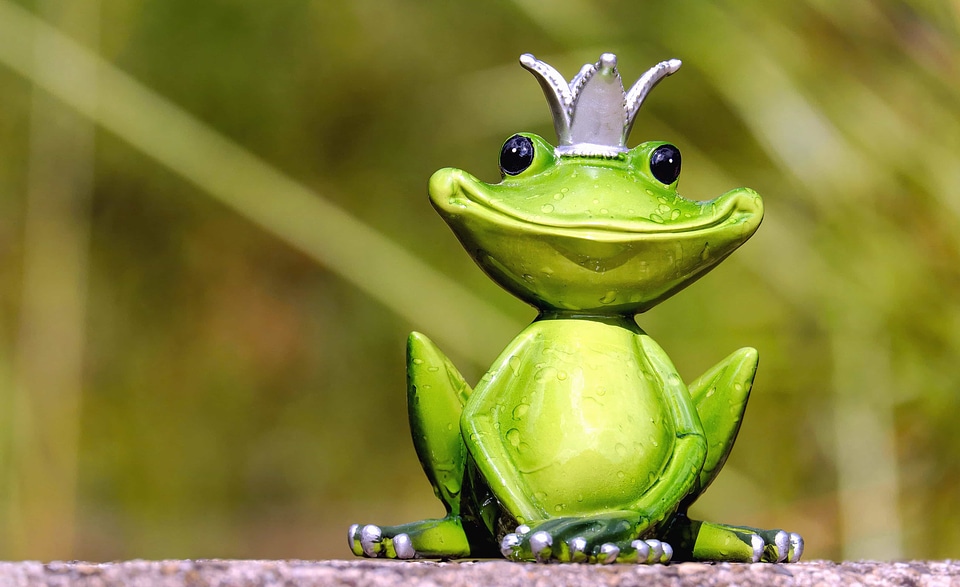 Amphibian animal dark green