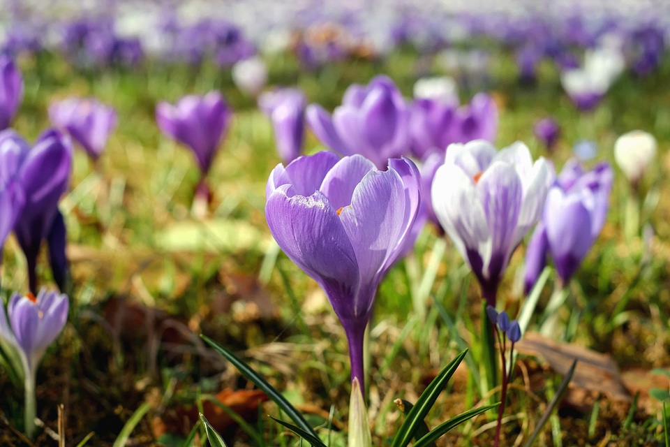 Beautiful Flowers bloom blooming