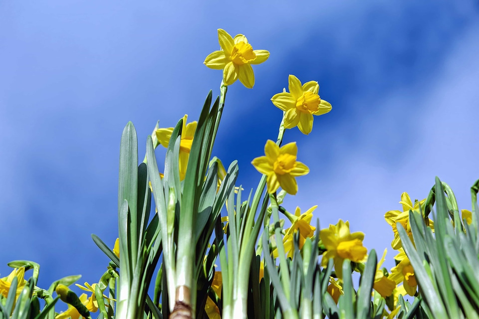 Agriculture beautiful flowers blooming