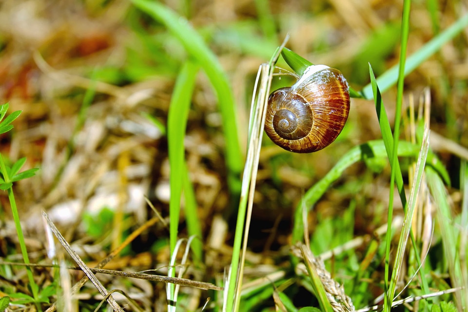 Animal environment flora