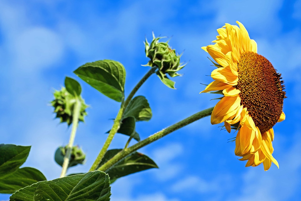 Agriculture beautiful flowers beautiful photo