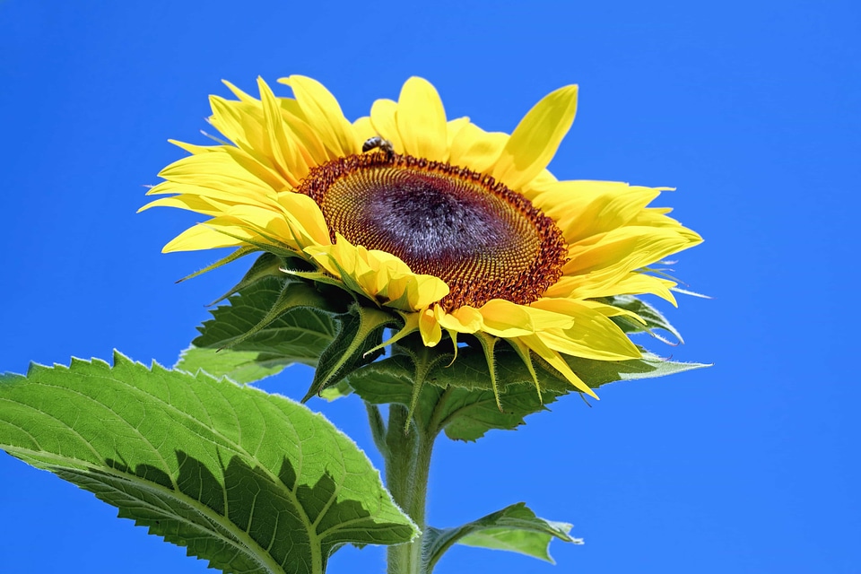 Agriculture beautiful flowers bloom