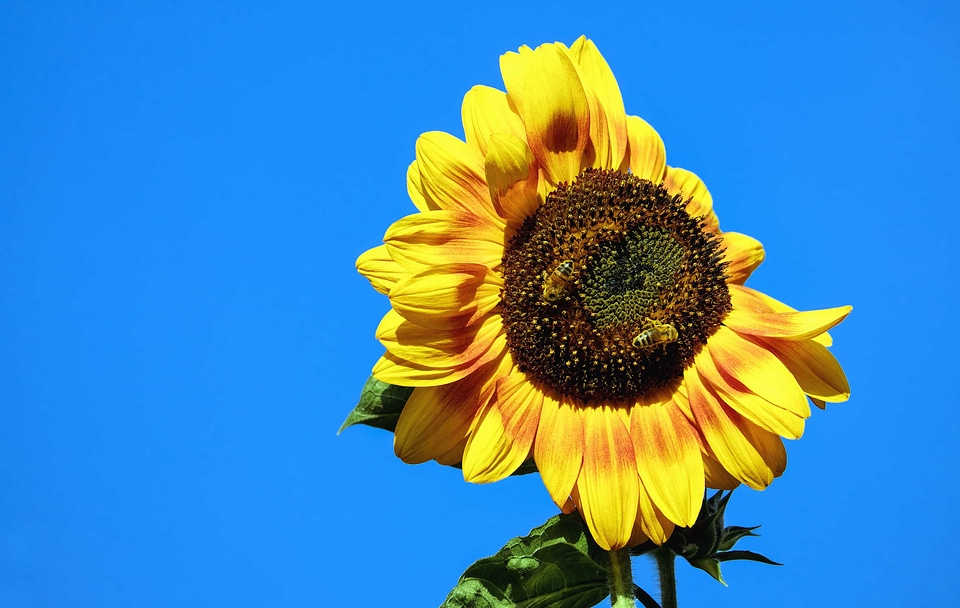 Agriculture beautiful beautiful flowers