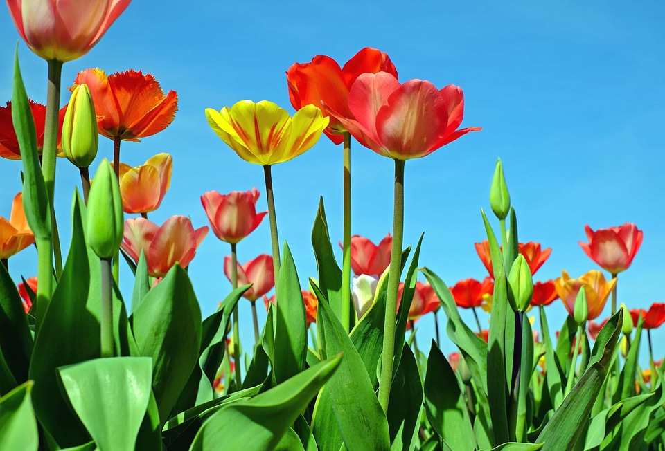 Beautiful Flowers bloom blooming