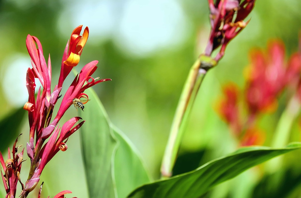 Beautiful Flowers blooming blossom