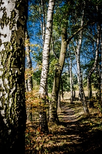 Spacer relaxation forests