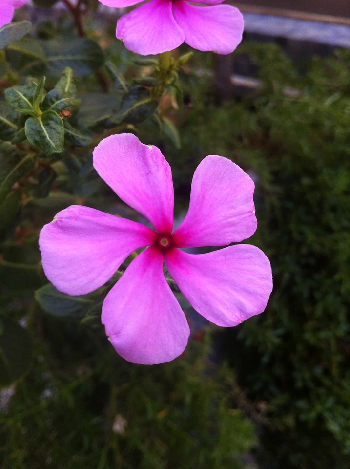Beautiful beautiful flowers bloom