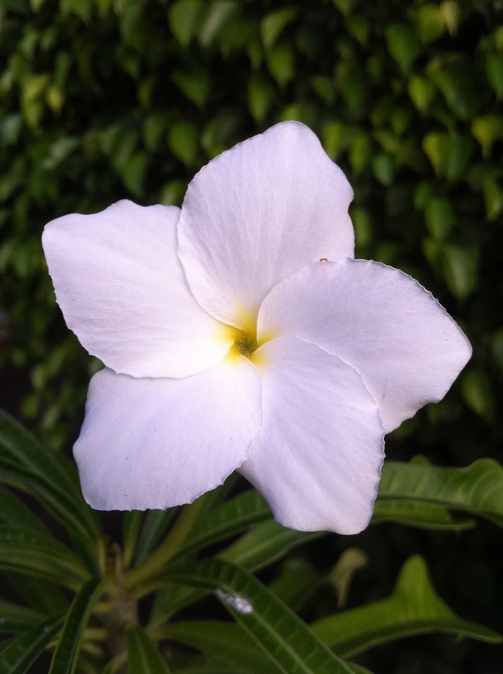 Beautiful Flowers bloom blooming