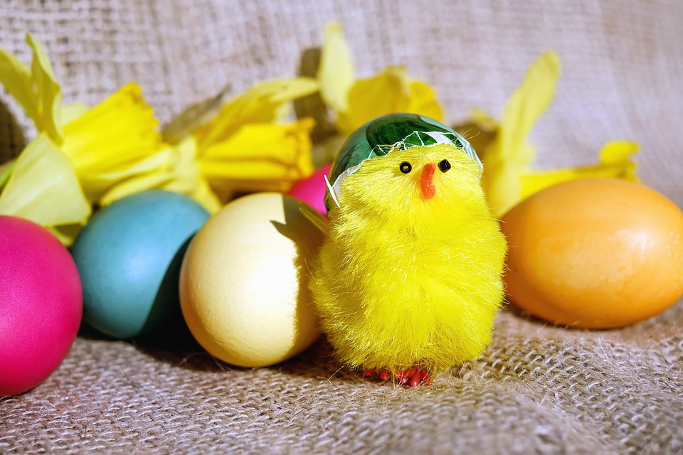 Chicken color decoration