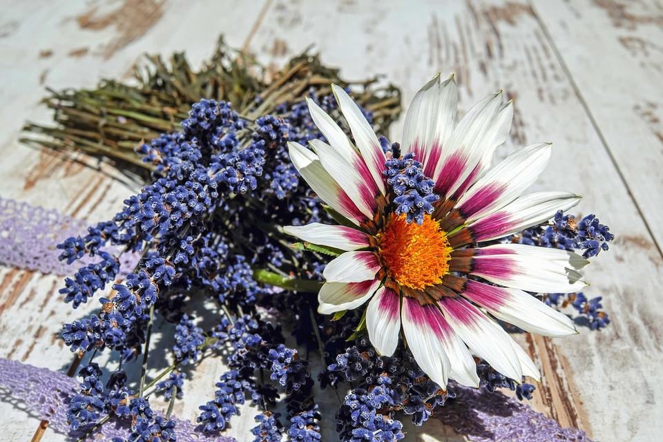 Beautiful Flowers beautiful photo blooming