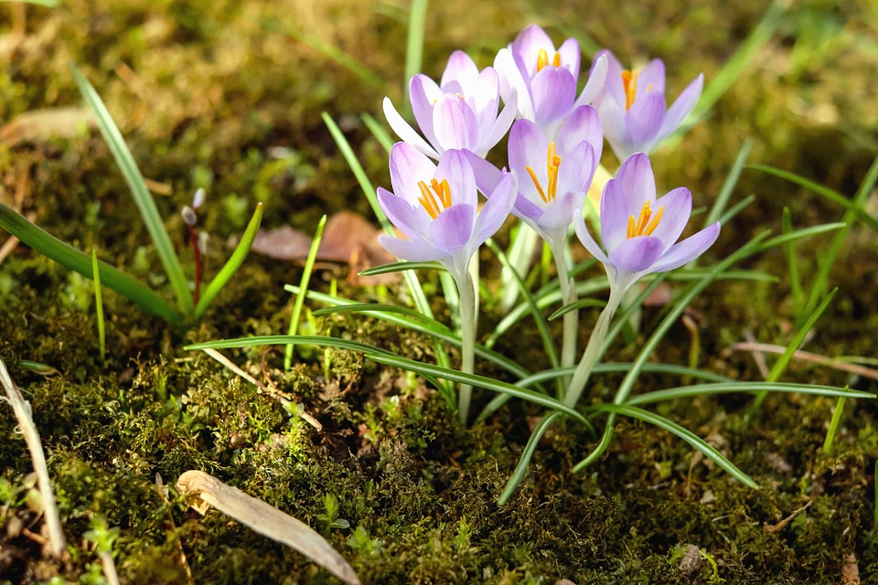 Beautiful Flowers bloom blooming