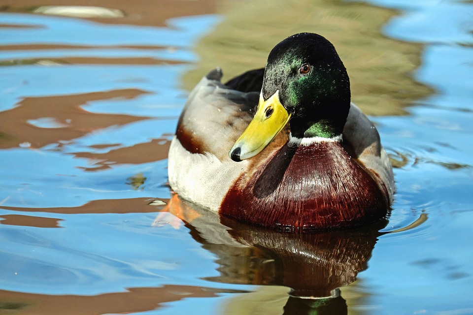 Animal aquatic bird avian