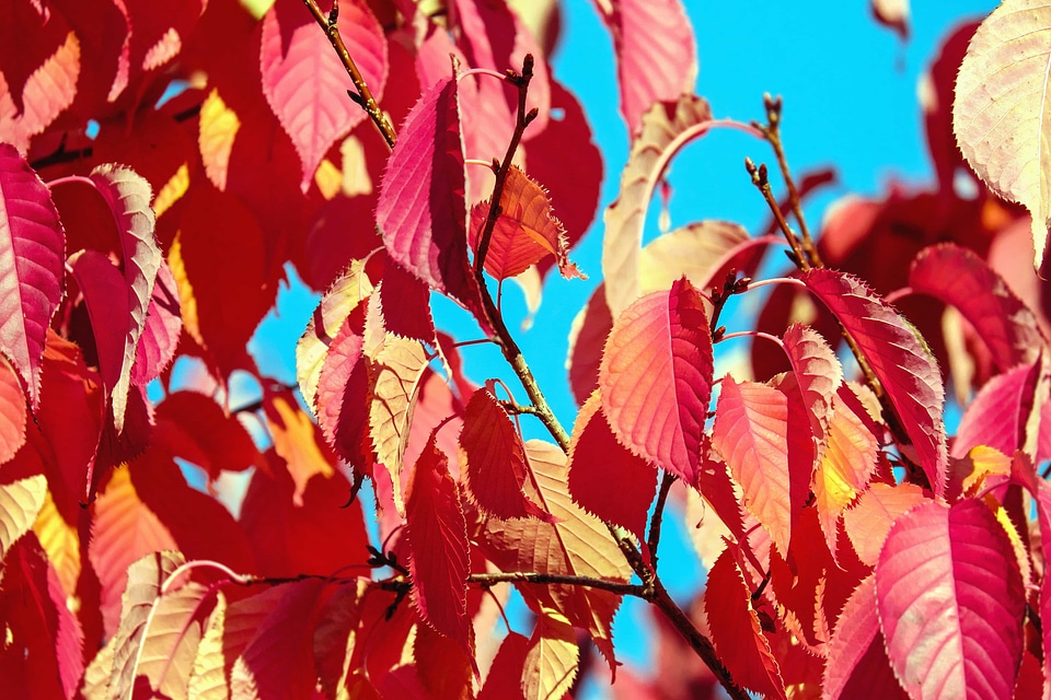 Autumn autumn season flora