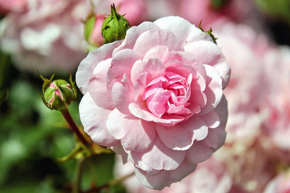 Beautiful Flowers bloom blooming