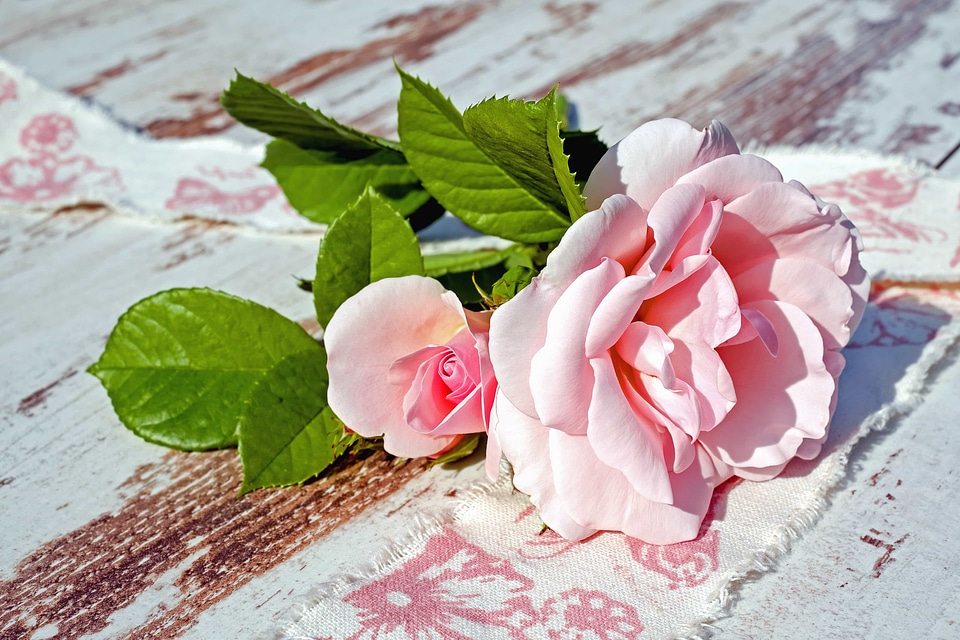 Beautiful Flowers beautiful photo blooming