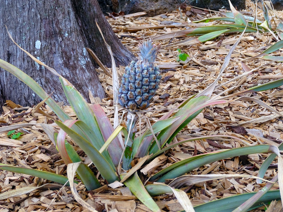 Fruits green long