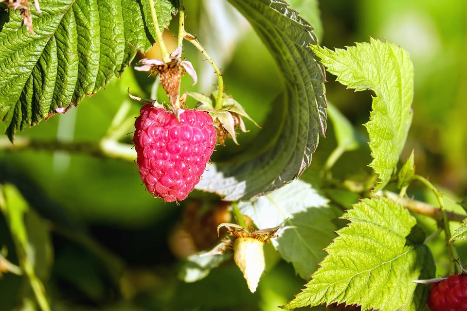 Berry branch delicious